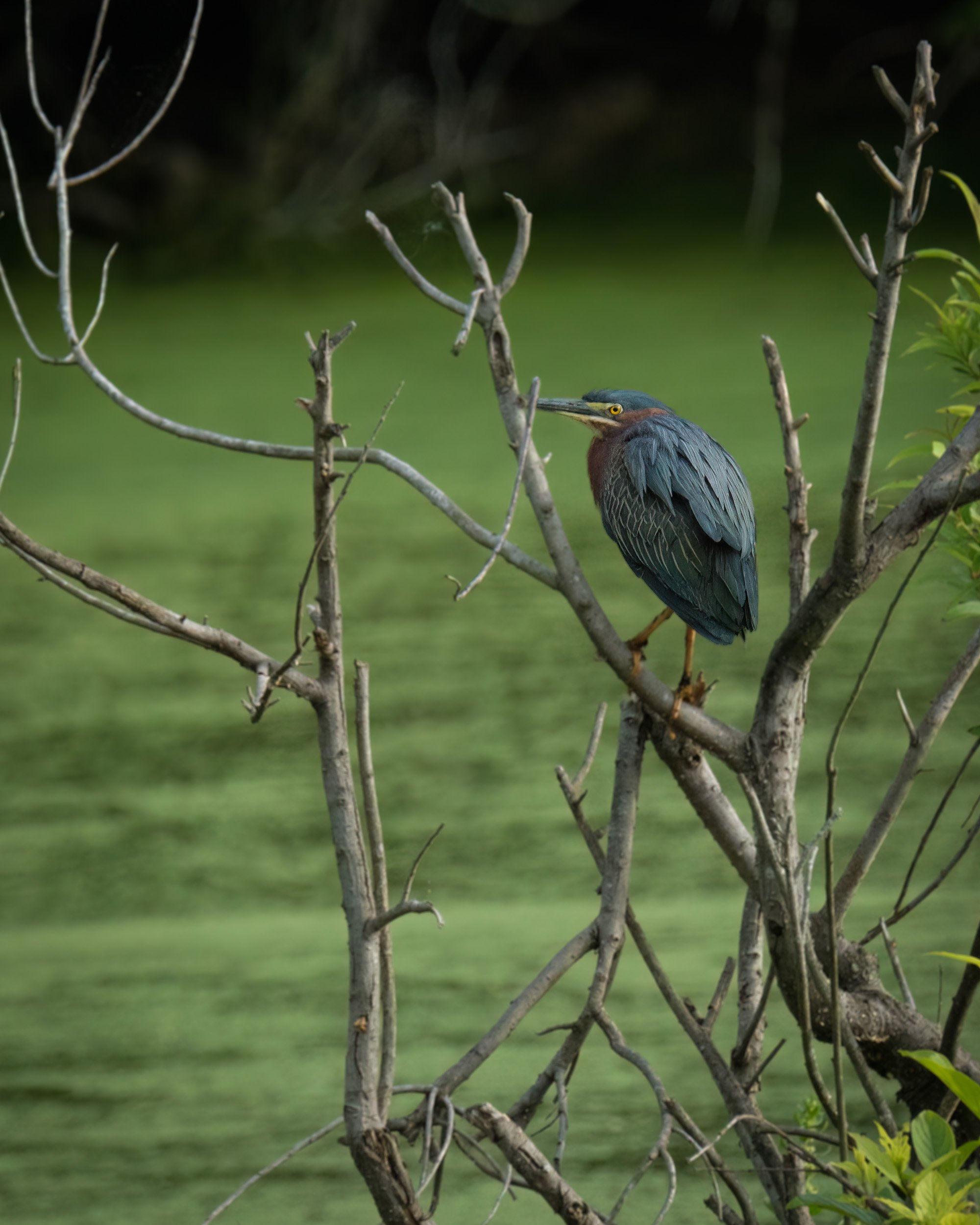 A Green Heron at Harris Neck National Wildlife Refuge